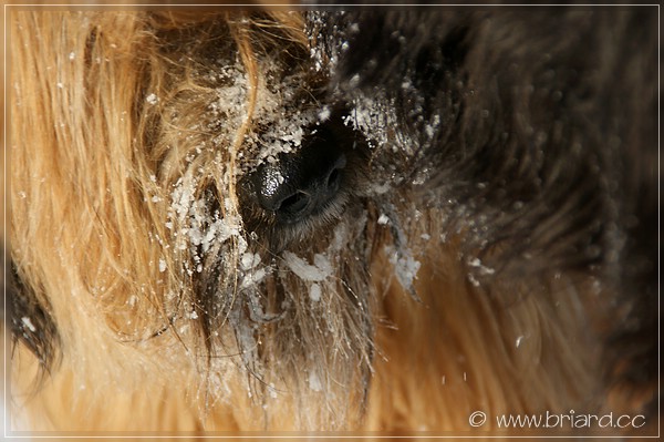 *SMACK* Briard-Küsschen