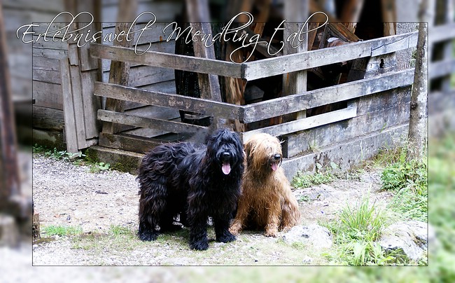 Unsere Briards im Mendlingtal Unsere Briards im Mendlingtal