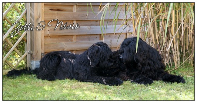 Briard Geschwister: Orpheus Zotti Nadina Sis & Névio