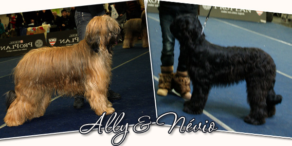 CACIB Graz 2010 - Unsere Briards erfolgreich! CACIB Graz 2010 - Unsere Briards erfolgreich!