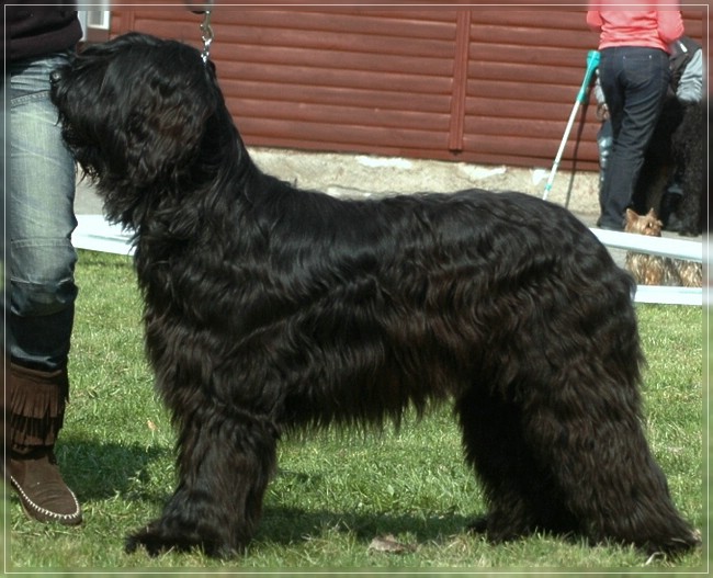 E'Névio Noir de la Tour Saint Genin, Clubschau Netolice, CZ