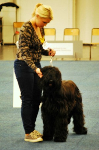 Moonlight Black Bear BLACK BARRY - Deutscher Jugend-Champion (VDH)!!!