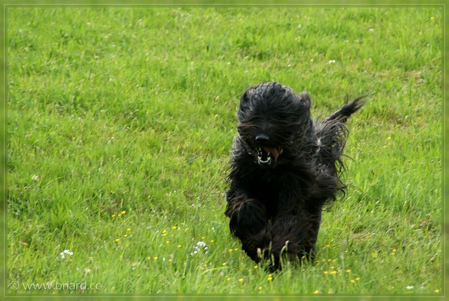 Moonlight Black Bear BONITA PEPITA (Névio x Luna)