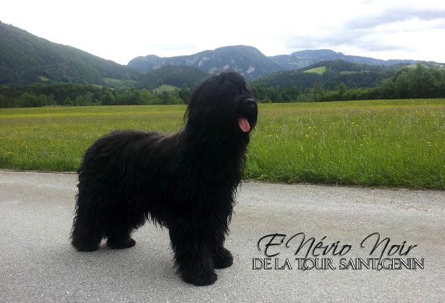 E'Névio Noir de la Tour Saint-Genin, 4 Jahre alt