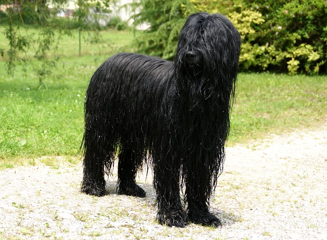 Névio - Wet Briard