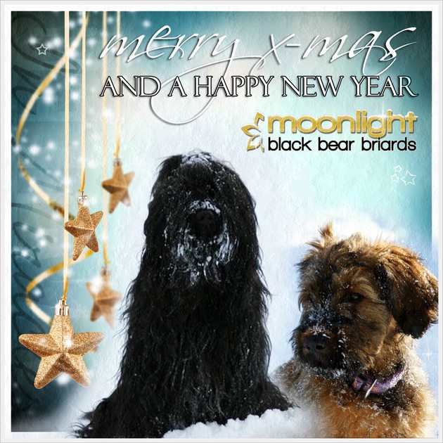 Frohe Weihnachten wünschen die Moonlight Black Bear Briards