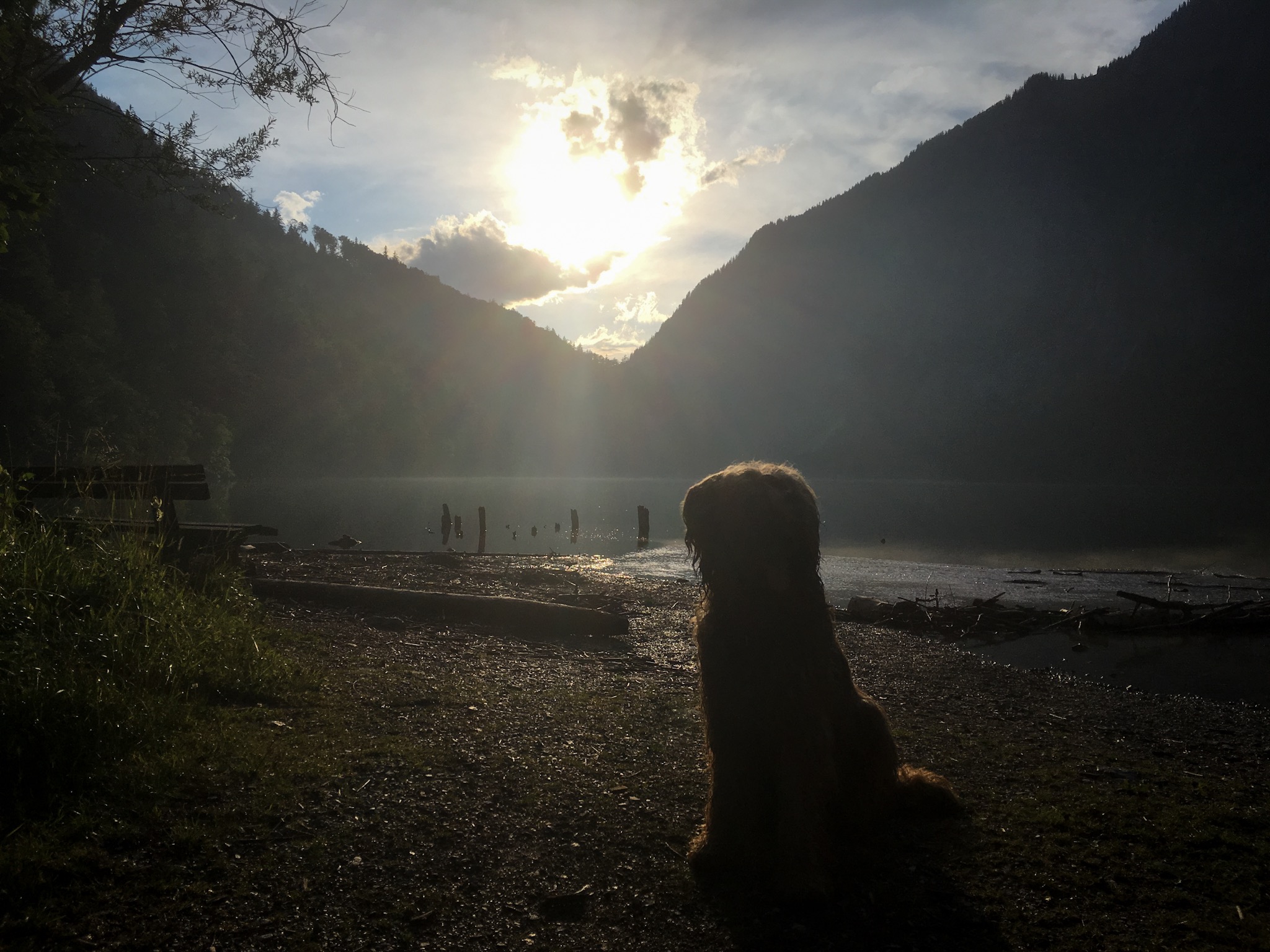 Briard Sunset