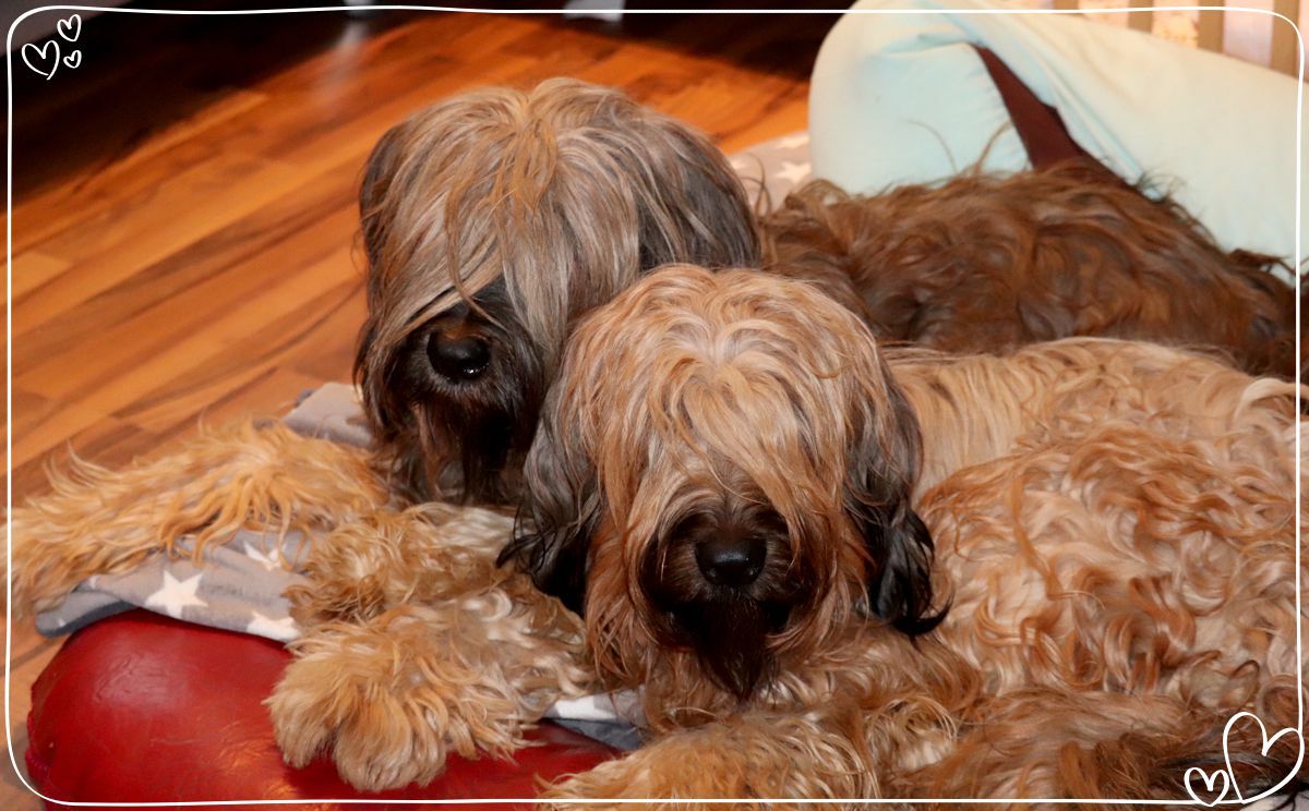 Briard Love: Thaïs & Lila