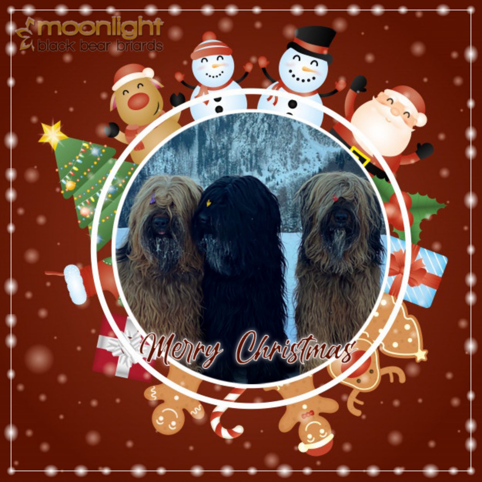 Moonlight Black Bear Kennel wishes you a merry Christmas