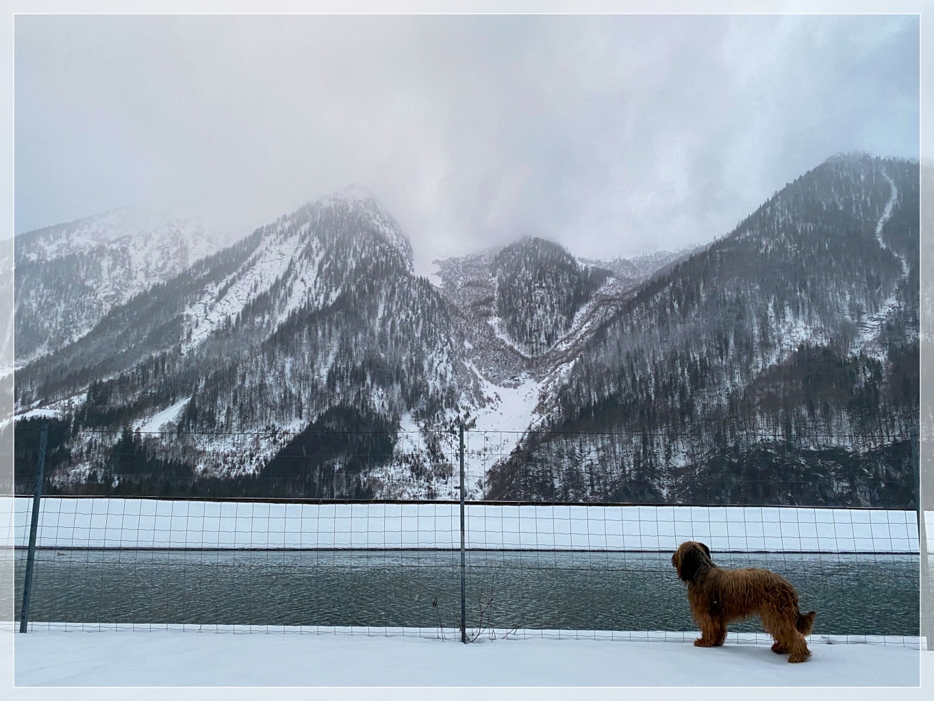 Briard Moonlight Black Bear Folie Bergère - Lila 