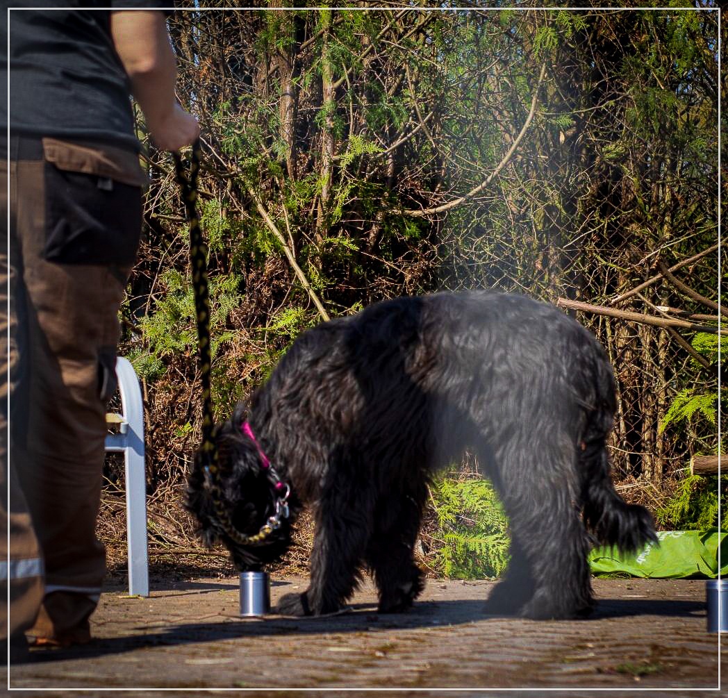 Briard Moonlight Black Bear Heldig Ylvie