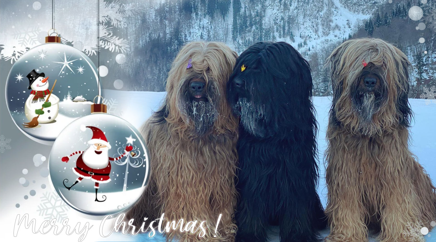 Merry Christmas - Moonlight Black Bear Briards