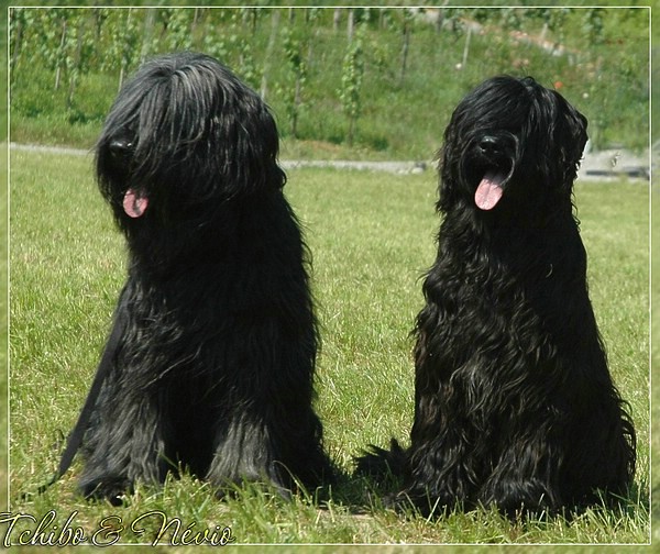 Father & Son - Tchibo & Nevio. UEBB Schweiz 2010 Father & Son - Tchibo & Nevio. UEBB Schweiz 2010