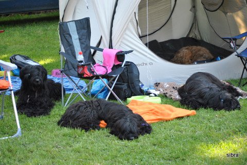 Waiting ... Briards Clubshow CZ 2011