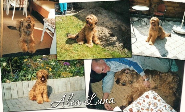 Moonlight Black Bear ALEA LUNA