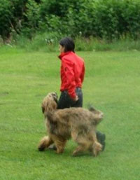 Working Briard Moonlight Black Bear ALLY McBEAL