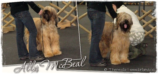 Moonlight Black Bear ALLY McBEAL: V1, CAC, R.CACIB