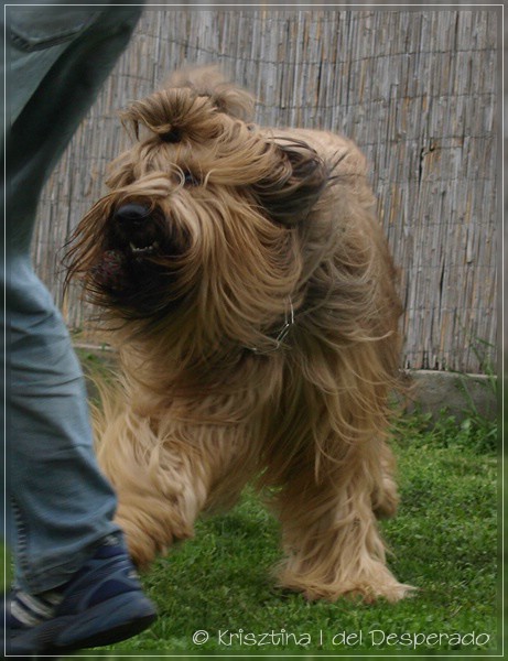 Moonlight Black Bear AMAZING, 2 years old