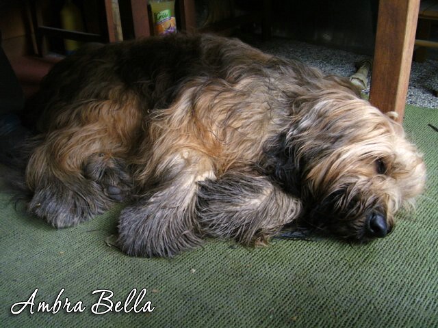 Moonlight Black Bear AMBRA BELLA Moonlight Black Bear AMBRA BELLA