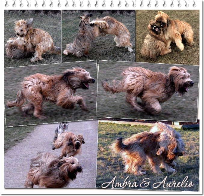 Die beiden Geschwister Moonlight Black Bear Aurelio & Ambra Bella