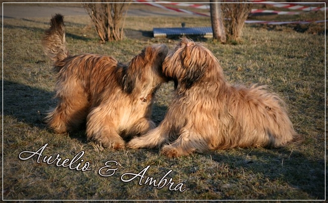 Briards Geschwister: Moonlight Black Bear AURELIO und Schwester AMBRA BELLA