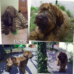 BONO - Moonlight Black Bear Amaroo Aion BONO - Moonlight Black Bear Amaroo Aion