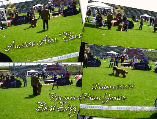 Moonlight Black Bear AMAROO AION: V1, Romania's Prime Junior, Best Dog!