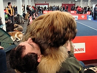 Schoßhund?! - Ambra Bella