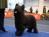 CH Angus Karhu Czarny Niedzwiadek
