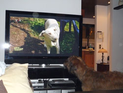 Paul ... beim Fernsehen :) Paul ... beim Fernsehen :)