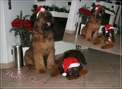 Briard-Weihnachten: Paul und seine Jule