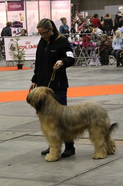 Moonlight Black Bear Amerigo Vega PAUL - Dog Show Brussels