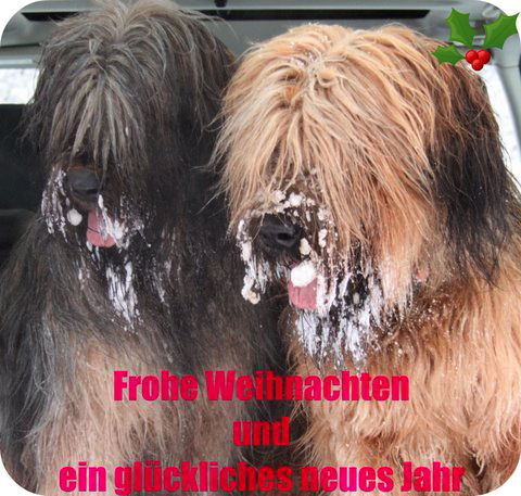 Moonlight Black Bear Amerigo Vega und seine Jule Duna Rossa Des Uns et Des Autres - Weihnachten 2011