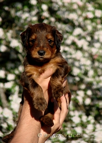 Miss Rosa