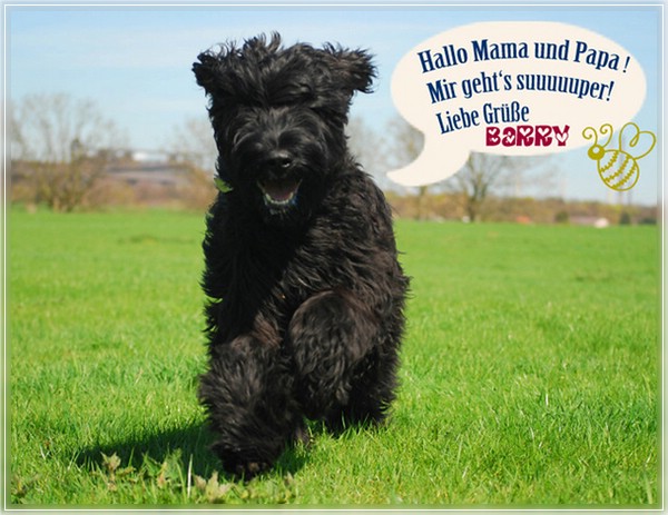Moonlight Black Bear BLACK BARRY