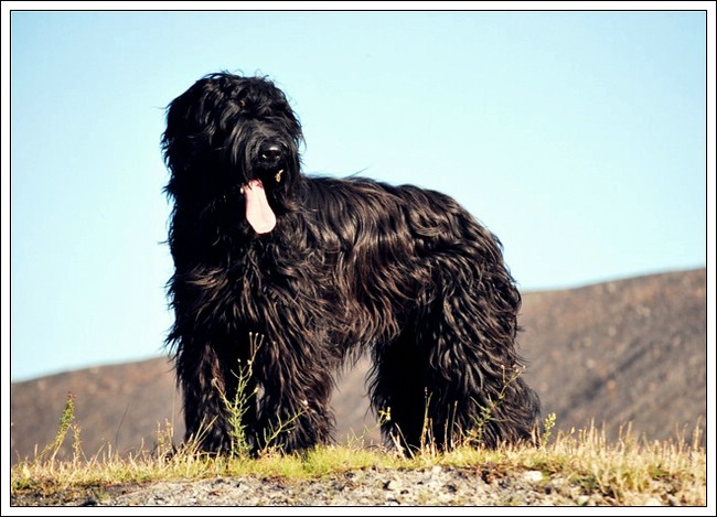 Moonlight Black Bear BLACK BARRY - YOUTH-CHAMPION OF LUXEMBOURG