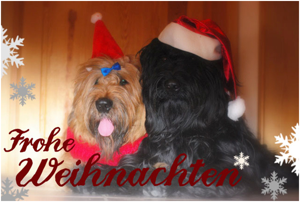 Moonlight Black Bear Black Barry - Weihnachten 2011