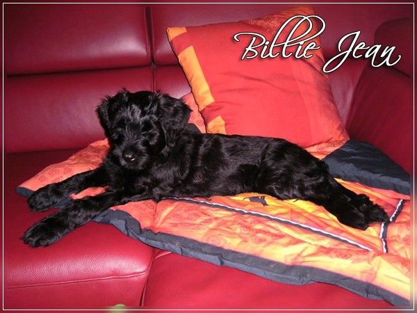 Moonlight Black Bear BILLIE JEAN - Dezember 2010