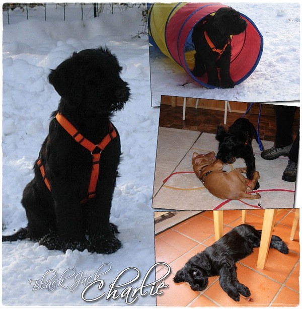 Moonlight Black Bear Black Jack - CHARLIE