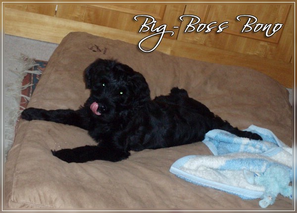 Moonlight Black Bear BIG-BOSS BONO 