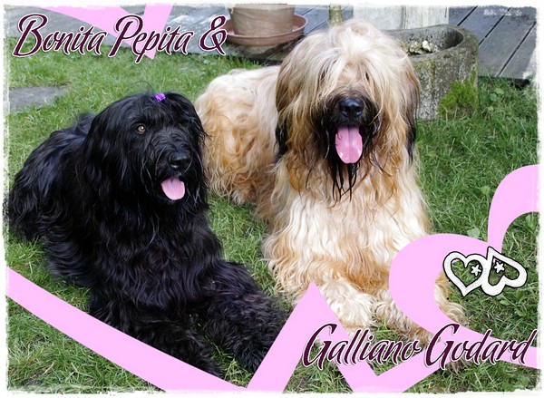 Moonlight Black Bear Bonita Pepita & Galliano Godard aux Pattes Velues