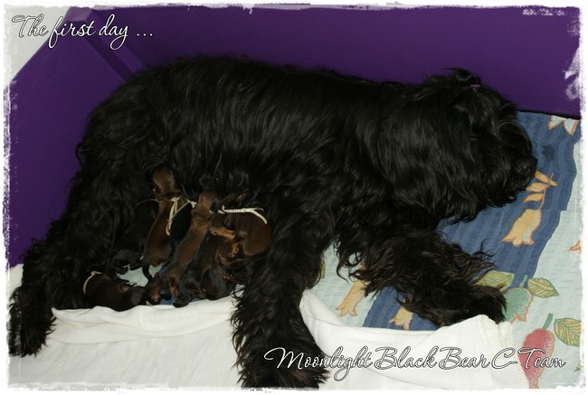 Moonlight Black Bear C-Team