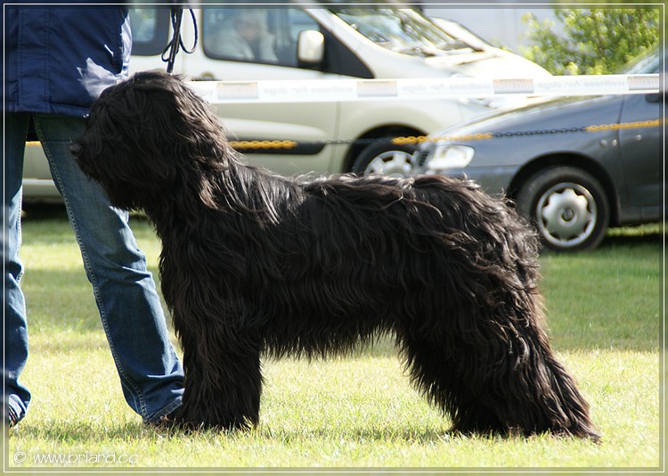 Moonlight Black Bear Bonita Pepita