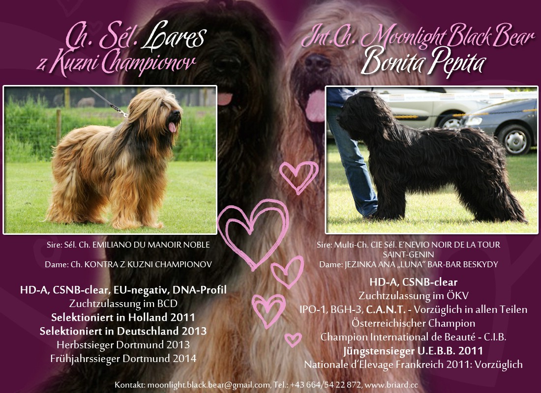 Moonlight Black Bear D-Wurf: Bonita x Lares