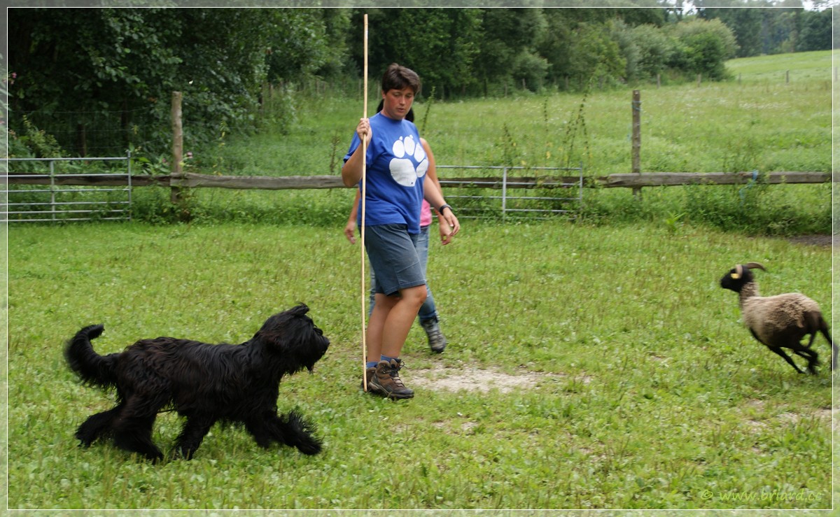 Moonlight Black Bear E'Naaya Nayeli beim Hüten