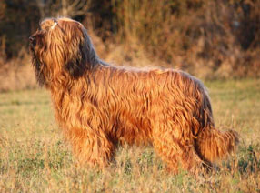 Altesse les Chiens de Marki