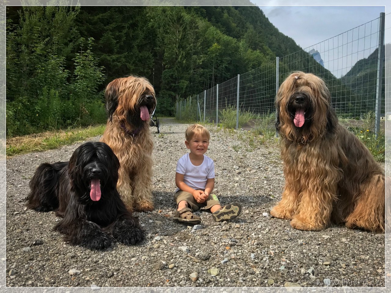 Meine Briards mit Navajo