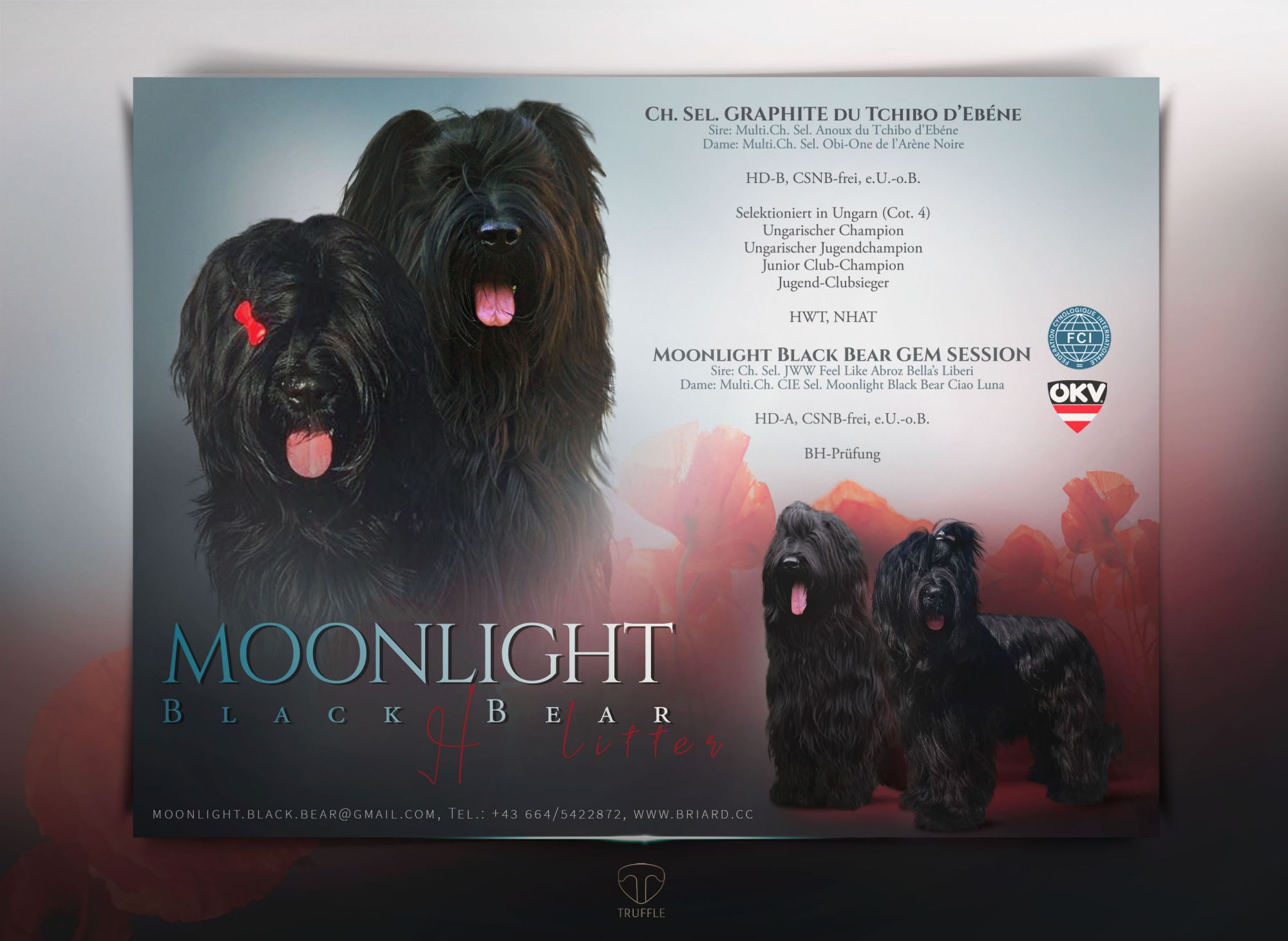 Moonlight Black Bear H-Litter