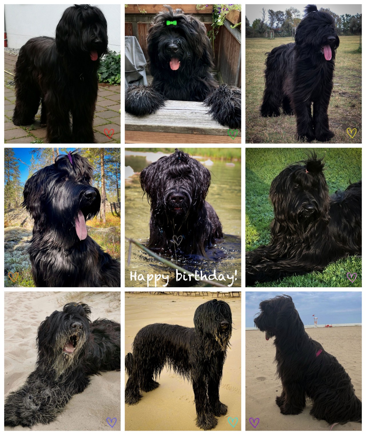 Moonlight Black Bear Briard H-Wurf 1 Jahr